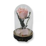 Közepes méretű búrába zárt Örök rózsa / Forever Rose - Rózsaszín Festiva