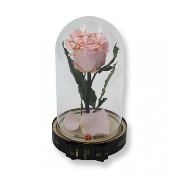 Közepes méretű búrába zárt Örök rózsa / Forever Rose - Rózsaszín Festiva
