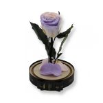 Közepes méretű búrába zárt Örök rózsa / Forever Rose - Bicolor Rózsaszín / Lila