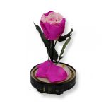 Közepes méretű búrába zárt Örök rózsa / Forever Rose - Bicolor Pink / Rózsaszín