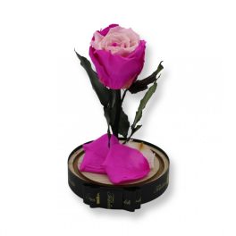   Közepes méretű búrába zárt Örök rózsa / Forever Rose - Bicolor Pink / Rózsaszín