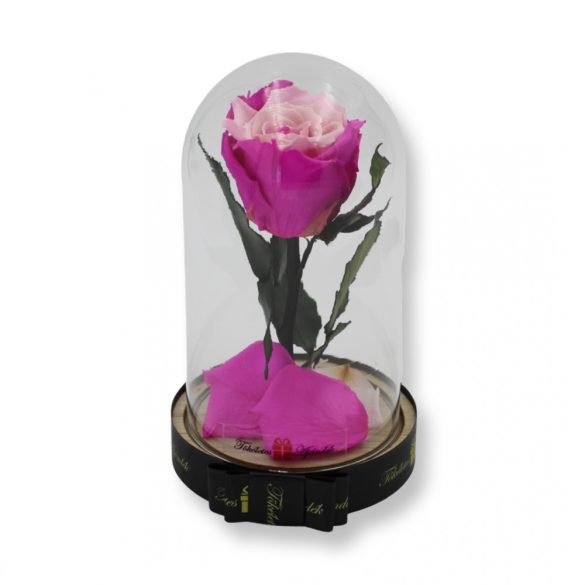Közepes méretű búrába zárt Örök rózsa / Forever Rose - Bicolor Pink / Rózsaszín