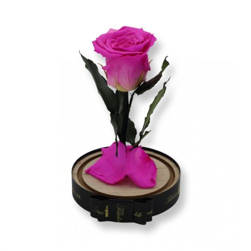 Közepes méretű búrába zárt Örök rózsa / Forever Rose - Bicolor Pink