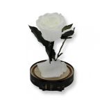 Közepes méretű búrába zárt Örök rózsa / Forever Rose - Fehér