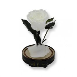   Közepes méretű búrába zárt Örök rózsa / Forever Rose - Fehér