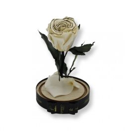   Közepes méretű búrába zárt Örök rózsa / Forever Rose - Fehér Zebra Effect