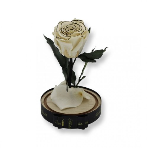 Közepes méretű búrába zárt Örök rózsa / Forever Rose - Fehér Zebra Effect