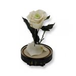 Közepes méretű búrába zárt Örök rózsa / Forever Rose - Bicolor Fehér / zöld
