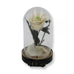 Közepes méretű búrába zárt Örök rózsa / Forever Rose - Bicolor Fehér / zöld