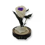 Közepes méretű búrába zárt Örök rózsa / Forever Rose - Bicolor Fehér / lila