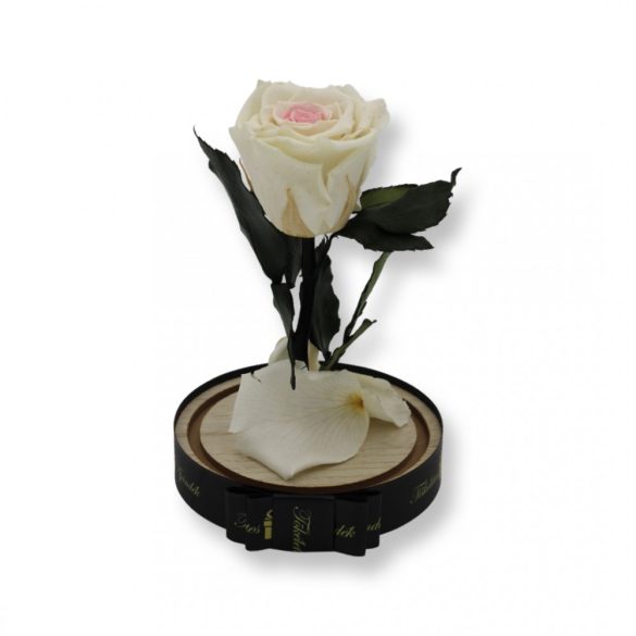 Közepes méretű búrába zárt Örök rózsa / Forever Rose - Bicolor Fehér / rózsaszín