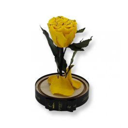   Közepes méretű búrába zárt Örök rózsa / Forever Rose - Citrom Festiva