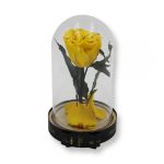 Közepes méretű búrába zárt Örök rózsa / Forever Rose - Citrom Festiva