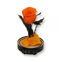   Közepes méretű búrába zárt Örök rózsa / Forever Rose - Narancs