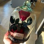 Közepes méretű búrába zárt Örök rózsa / Forever Rose - Narancs