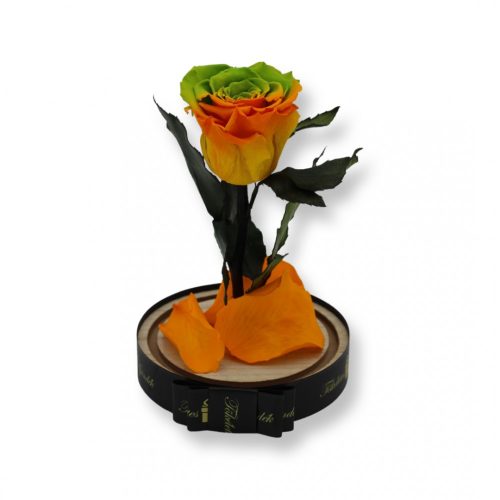 Közepes méretű búrába zárt Örök rózsa / Forever Rose - Bicolor narancs / zöld