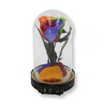 Közepes méretű búrába zárt Örök rózsa / Forever Rose - Rainbow