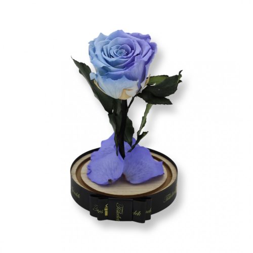 Közepes méretű búrába zárt Örök rózsa / Forever Rose - Bicolor Világoskék / Violet lila