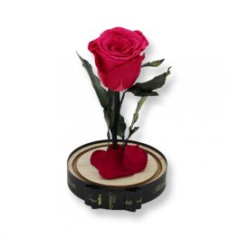   Közepes méretű búrába zárt Örök rózsa / Forever Rose - Dark Pink