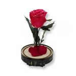 Közepes méretű búrába zárt Örök rózsa / Forever Rose - Dark Pink Festiva