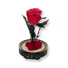   Közepes méretű búrába zárt Örök rózsa / Forever Rose - Dark Pink Festiva