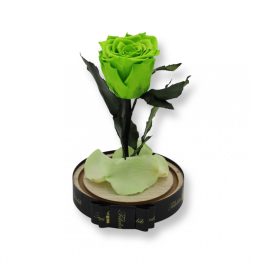   Közepes méretű búrába zárt Örök rózsa / Forever Rose - Zöld