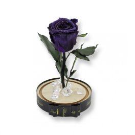   Közepes méretű búrába zárt Örök rózsa / Forever Rose - Sötétlila galaxy