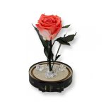 Közepes méretű búrába zárt Örök rózsa / Forever Rose - Bicolor Korall