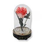 Közepes méretű búrába zárt Örök rózsa / Forever Rose - Bicolor Korall