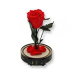 Közepes méretű búrába zárt Örök rózsa / Forever Rose - Korall