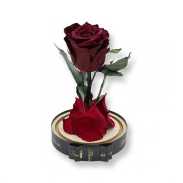   Közepes méretű búrába zárt Örök rózsa / Forever Rose - Burgundy