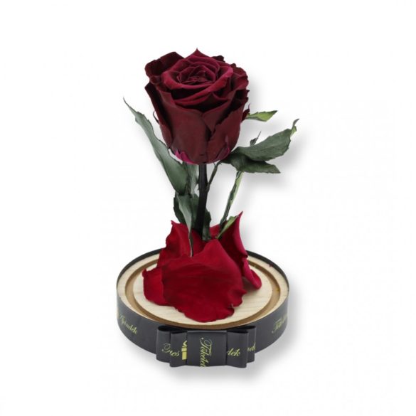 Közepes méretű búrába zárt Örök rózsa / Forever Rose - Burgundy