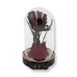 Közepes méretű búrába zárt Örök rózsa / Forever Rose - Burgundy