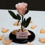 Nagy méretű búrába zárt METÁL Örök Rózsa / Forever Rose - Barack