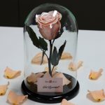 Nagy méretű búrába zárt METÁL Örök Rózsa / Forever Rose - Barack