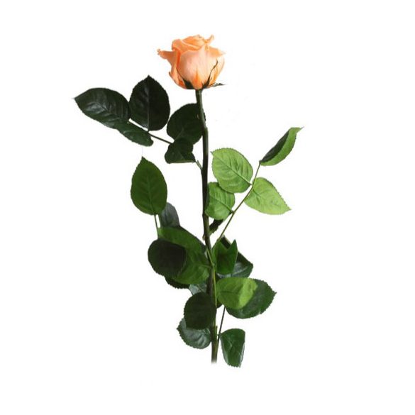 Örök Rózsa szál / Forever Rose PVC díszdobozban 30 cm - Barack