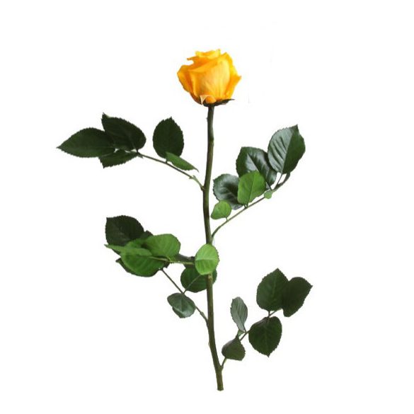 Örök Rózsa szál / Forever Rose PVC díszdobozban 30 cm - Citromsárga