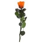 Örök Rózsa szál / Forever Rose PVC díszdobozban 30 cm - Narancs