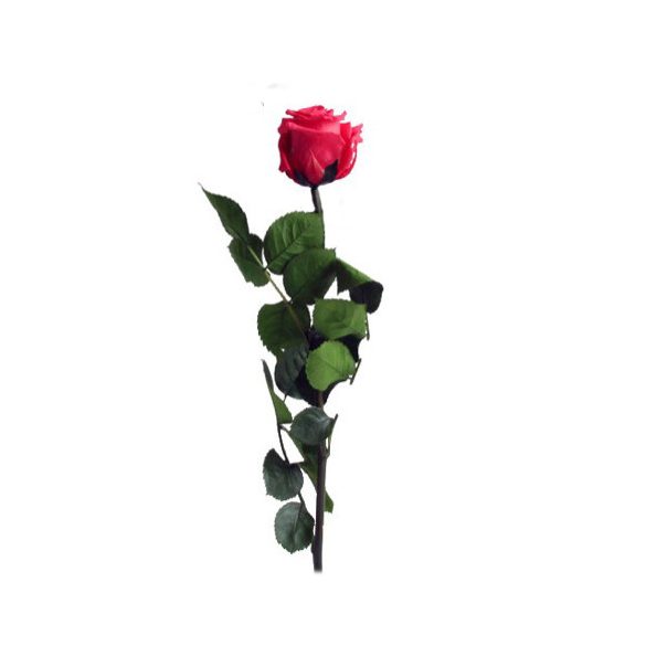 Örök Rózsa szál / Forever Rose PVC díszdobozban 30 cm - Sötét Pink