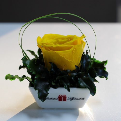 XL Örök rózsa / Forever Rose Kerámia tálban - Citromsárga