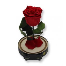   Közepes méretű búrába zárt Örök rózsa / Forever Rose - Vörös