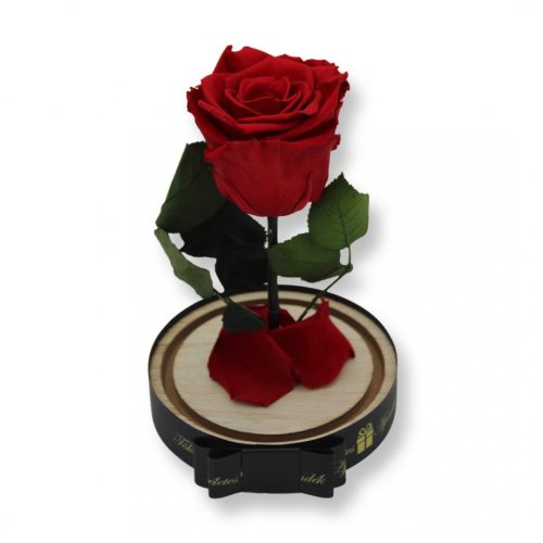 Közepes méretű búrába zárt Örök rózsa / Forever Rose - Vörös