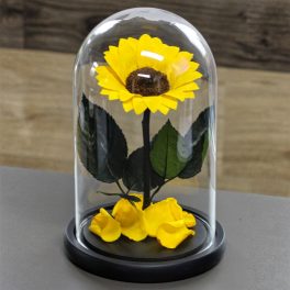   Nagy méretű búrába zárt tartósítot Napraforgó / Sunflower - Citromsárga