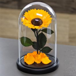   Nagy méretű búrába zárt tartósítot Napraforgó / Sunflower - Narancssárga