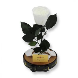   Nagy méretű búrába zárt XL Örök Rózsa / Forever Rose - Fehér