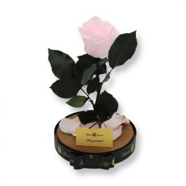   Nagy méretű búrába zárt XL Örök Rózsa / Forever Rose - Rózsaszín