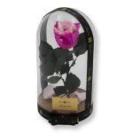 Nagy méretű búrába zárt XL Örök Rózsa / Forever Rose - Bicolor Pink / Rózsaszín