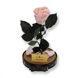   Nagy méretű búrába zárt XL Örök Rózsa / Forever Rose - Rózsaszín Festiva