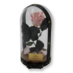 Nagy méretű búrába zárt XL Örök Rózsa / Forever Rose - Rózsaszín Festiva