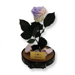   Nagy méretű búrába zárt XL Örök Rózsa / Forever Rose - Bicolor Rózsaszín Lila